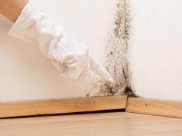 Best Environmental Consulting for Mold Prevention in Hutchison, VA